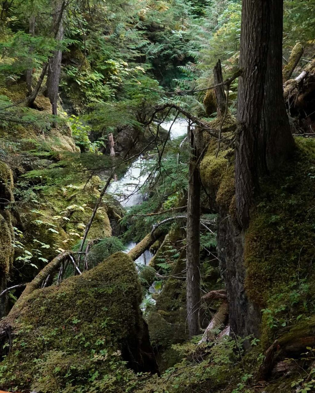 Moss-covered boulders and old-growth cedars flanking a creek in a steep rainforest ravine